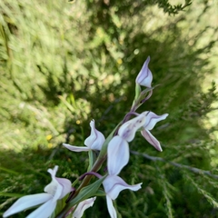 Brownleea recurvata