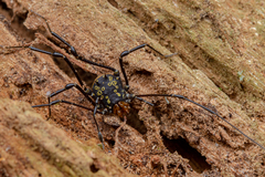 Syncranaus cribrum