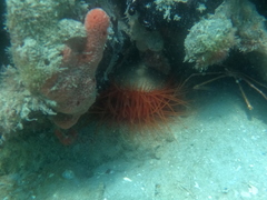 Ctenoides scaber