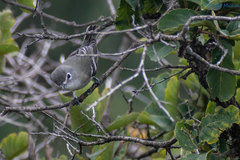 Vireo plumbeus