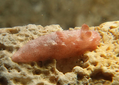 Paliolla cooki