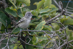 Vireo plumbeus