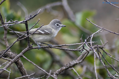 Vireo plumbeus
