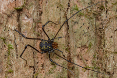 Syncranaus cribrum