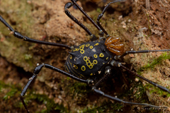Syncranaus cribrum