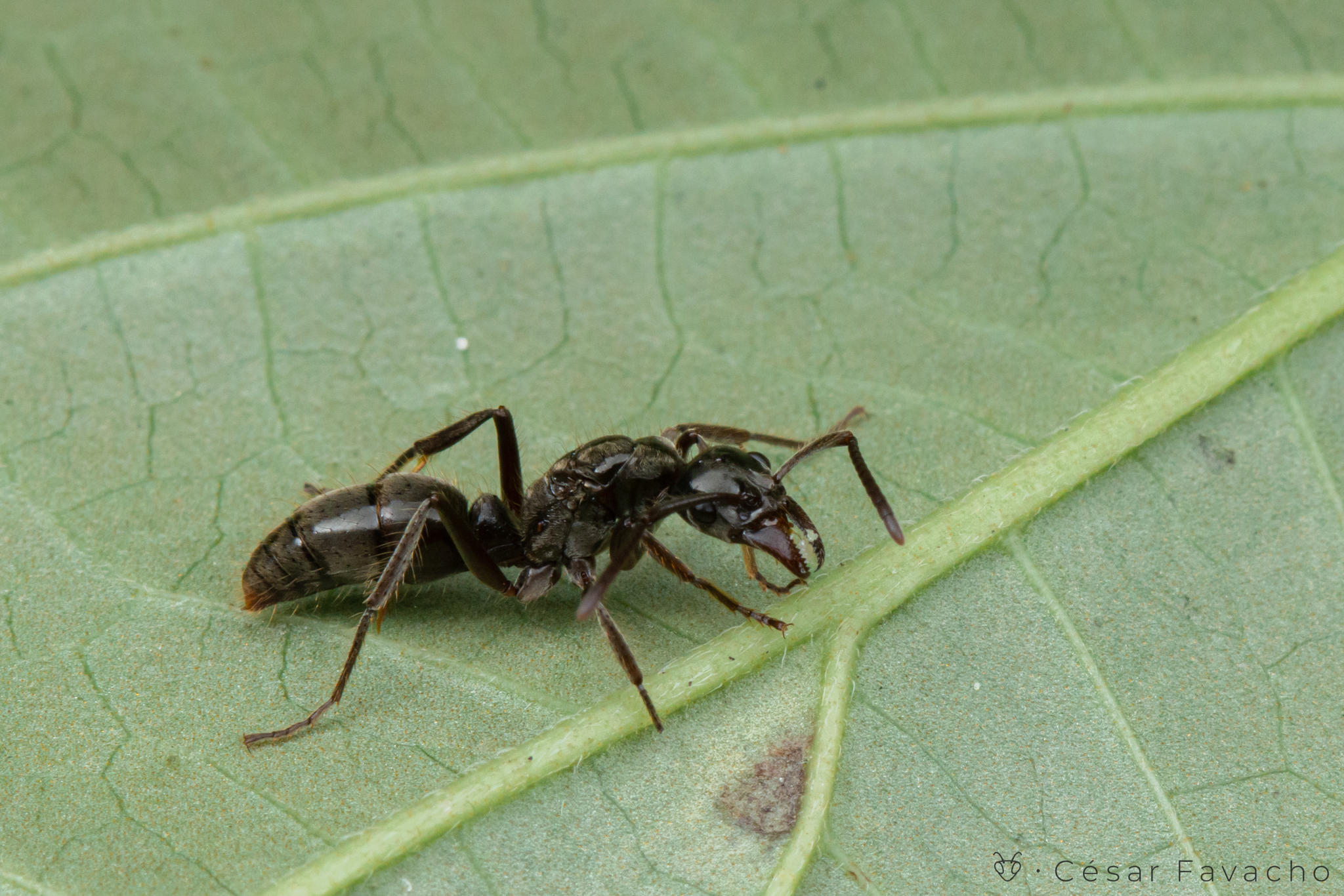 Neoponera goeldii