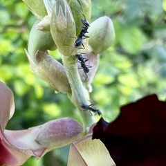 Dorymyrmex antillanus