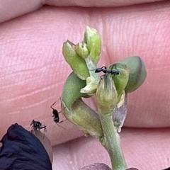 Dorymyrmex antillanus