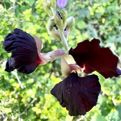 Dorymyrmex antillanus