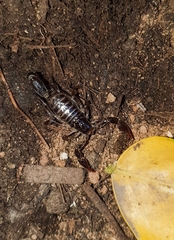 Bothriurus keyserlingi