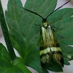 Nemophora degeerella