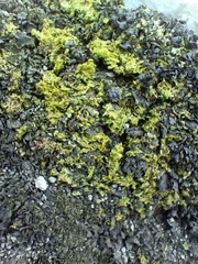 Prasiola crispa