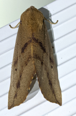 Mnesampela heliochrysa