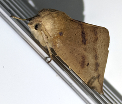 Mnesampela heliochrysa