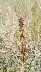 Habenaria pseudociliosa
