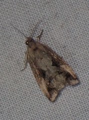 Endothenia nubilana