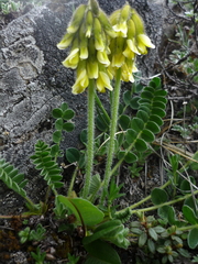 Astragalus yunnanensis