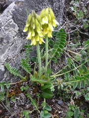 Astragalus yunnanensis