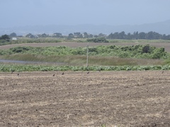 Patagioenas fasciata