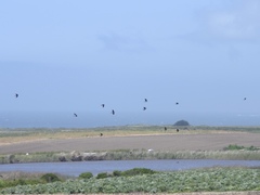 Patagioenas fasciata