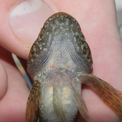 Cottus girardi