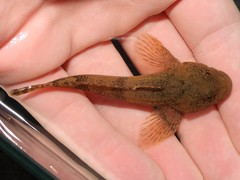 Cottus girardi