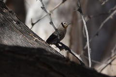 Setophaga coronata auduboni