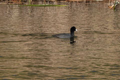 Fulica americana