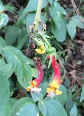 Centropogon granulosus