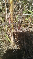 Habenaria pseudociliosa