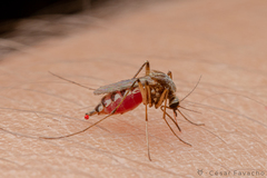 Aedes scapularis