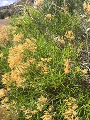 Chrysothamnus greenei