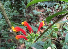 Centropogon granulosus