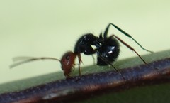 Camponotus lindigi