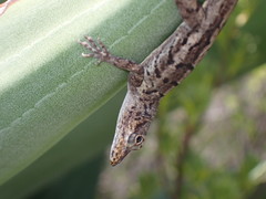 Anolis bonairensis