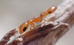 Pseudomyrmex simplex