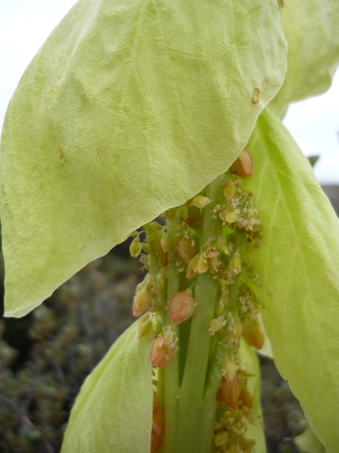 Image of Rheum alexandrae by (c) Andreas Taeger, some rights reserved (CC BY)