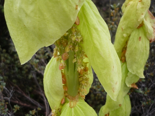 Image of Alexander's Rhubarb (Rheum alexandrae) by (c) Andreas Taeger, some rights reserved (CC BY)