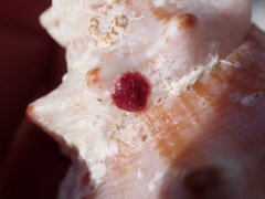 Homotrema rubrum