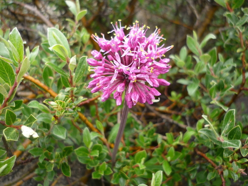 Allium prattii