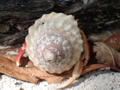 Lithopoma tectum