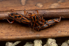 Metamasius hemipterus