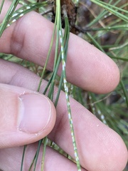 Chionaspis pinifoliae