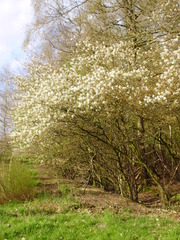 Amelanchier × lamarckii