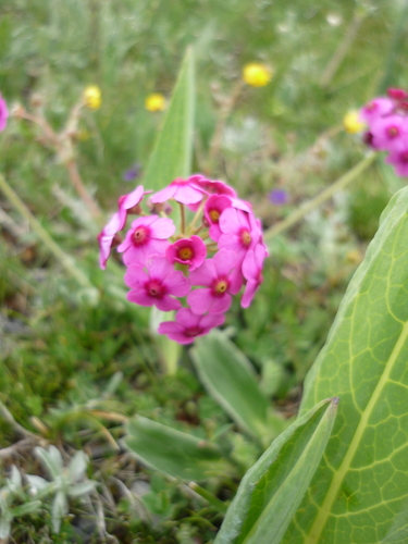 Androsace spinulifera (Androsace spinulifera)