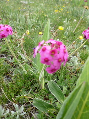 Androsace spinulifera