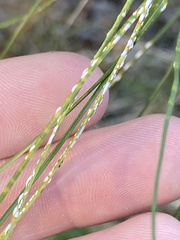 Chionaspis pinifoliae