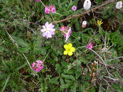 Androsace spinulifera