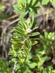 Pimelea leptospermoides