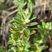 Pimelea leptospermoides - Photo (c) Bruce McLennan, some rights reserved (CC BY-NC), uploaded by Bruce McLennan